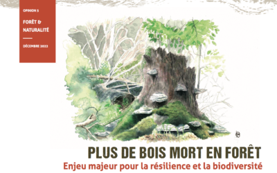 Meer dood hout in bossen: een belangrijke uitdraging voor veerkracht en biodiversiteit