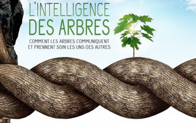 Ciné-débat : « L’intelligence des arbres »