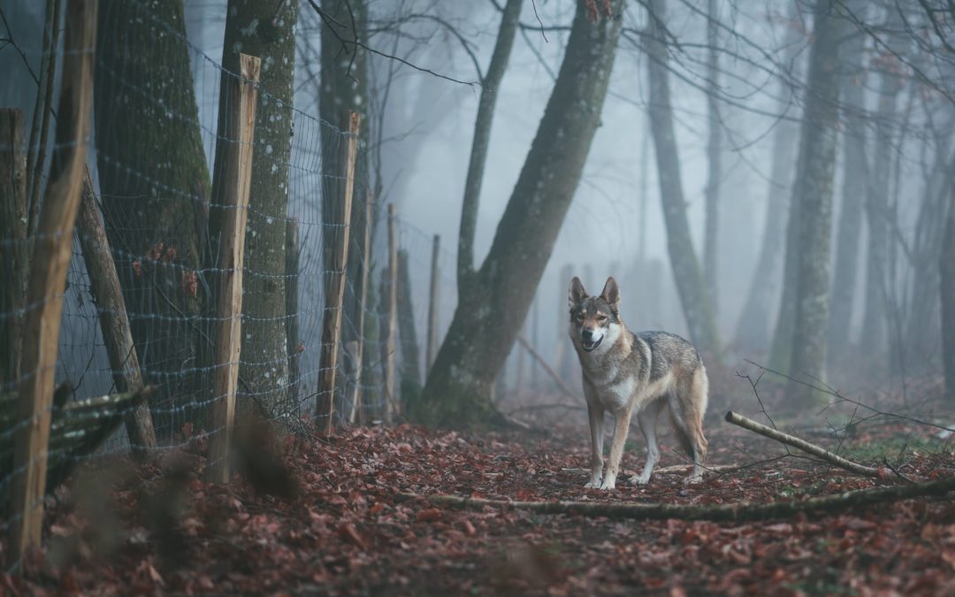 What place for the wolf in Wallonia?